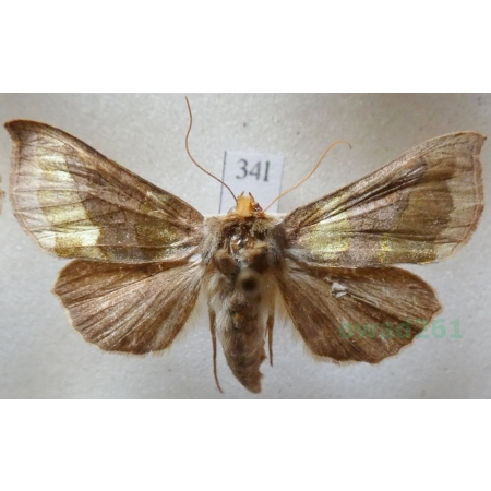 Diachrysia chrysitis (Linnaeus, 1758) Błyszczka spiżówka Czech34l